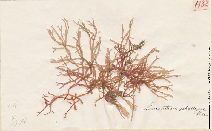 Lomentaria articulata_132.jpg